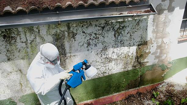 Top rated local Mold Remediation specialists in Queen Anne, MD